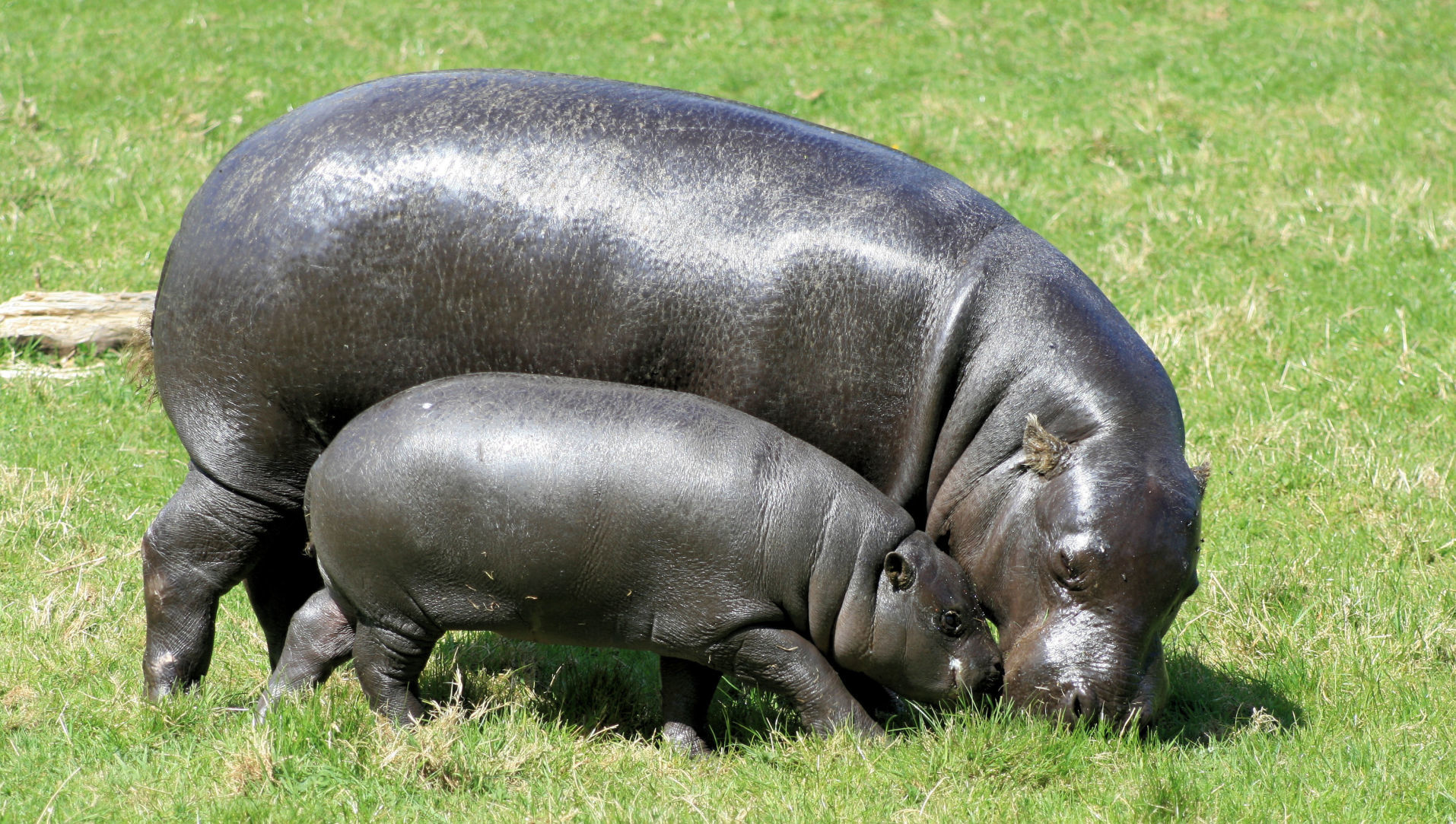 Pygmy Hippo